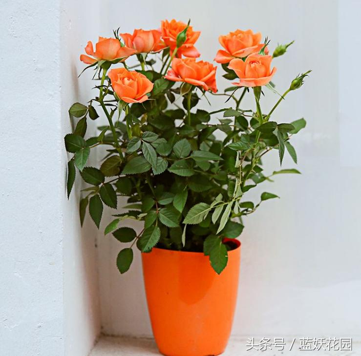 盆栽月季浇水的正确方法,盆栽月季水多怎么办