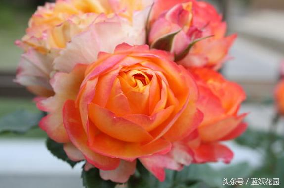 盆栽月季浇水的正确方法,盆栽月季水多怎么办