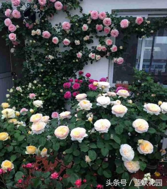 盆栽月季浇水的正确方法,盆栽月季水多怎么办