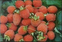 这些好吃的水果你吃过吗,这些好吃的零食你吃过吗