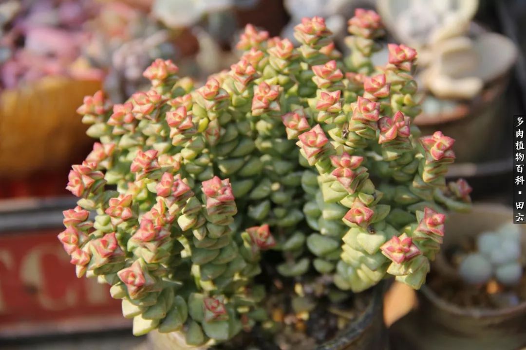 养多肉的精致生活,养多肉的乐趣在于没事瞎折腾