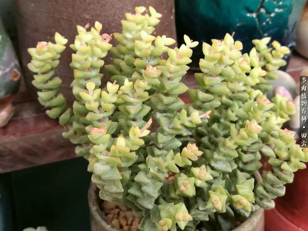 养多肉的精致生活,养多肉的乐趣在于没事瞎折腾