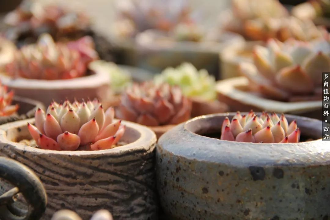 养多肉的精致生活,养多肉的乐趣在于没事瞎折腾