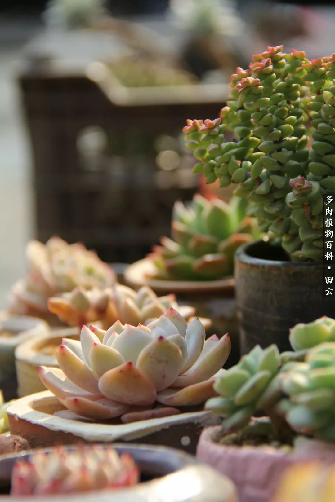 养多肉的精致生活,养多肉的乐趣在于没事瞎折腾