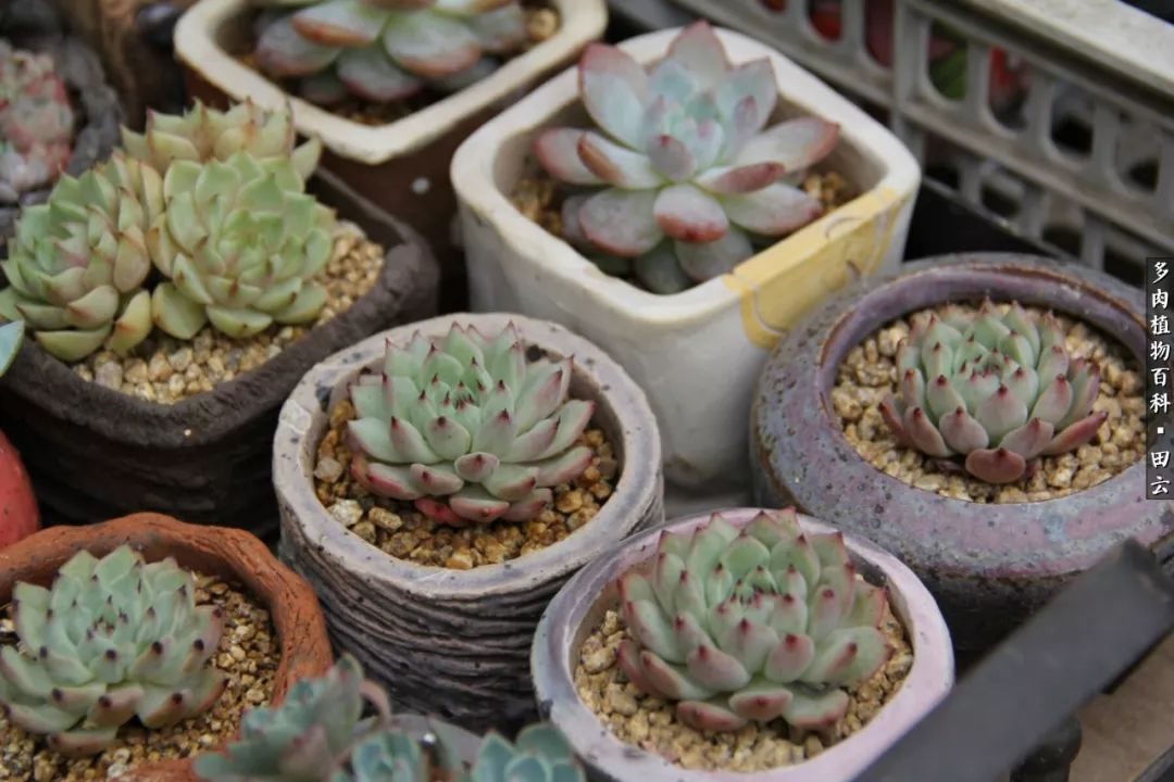 养多肉的精致生活,养多肉的乐趣在于没事瞎折腾