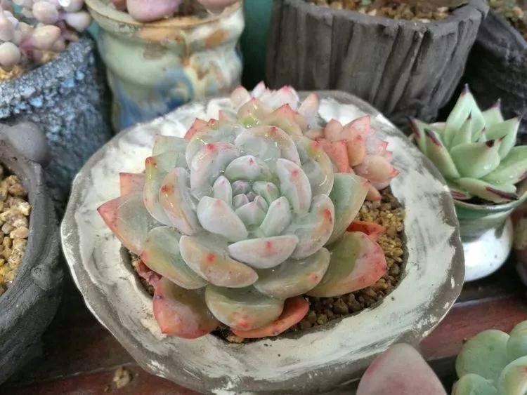 养多肉的精致生活,养多肉的乐趣在于没事瞎折腾