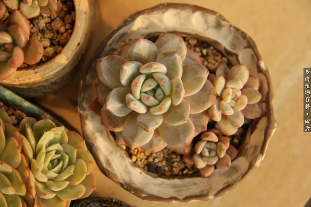养多肉的精致生活,养多肉的乐趣在于没事瞎折腾