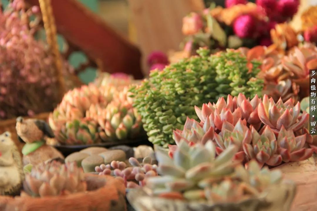 养多肉的精致生活,养多肉的乐趣在于没事瞎折腾