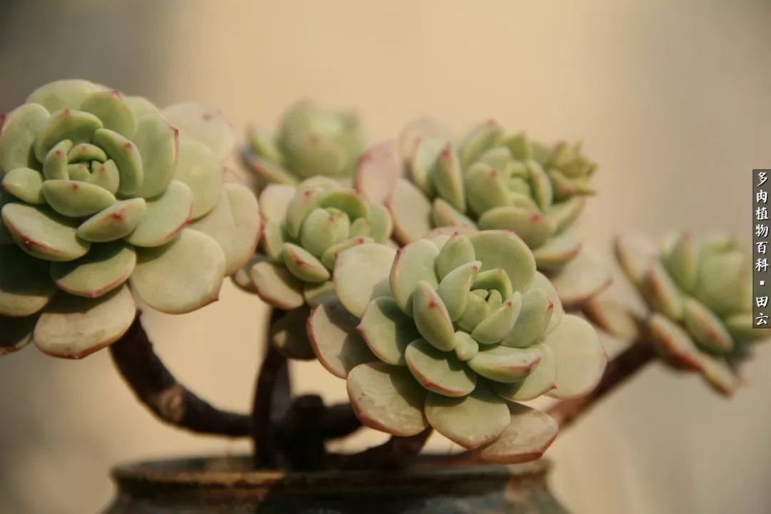 养多肉的精致生活,养多肉的乐趣在于没事瞎折腾