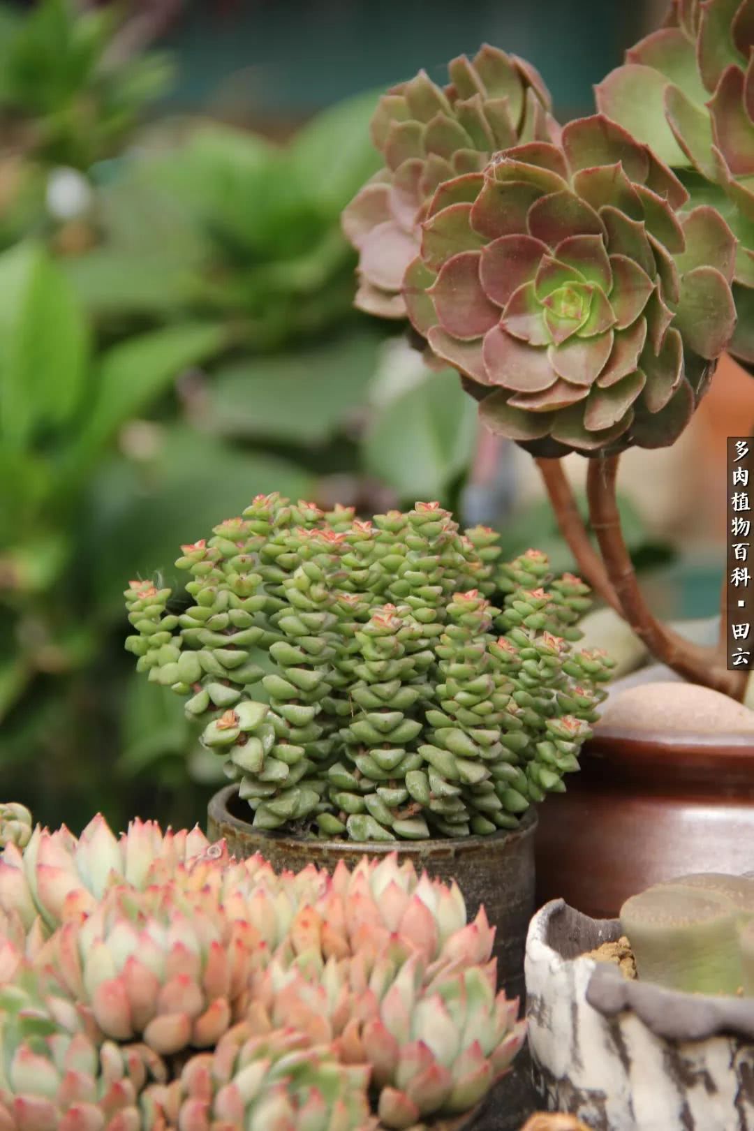 养多肉的精致生活,养多肉的乐趣在于没事瞎折腾