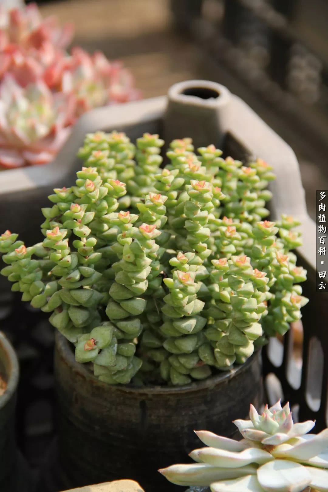 养多肉的精致生活,养多肉的乐趣在于没事瞎折腾