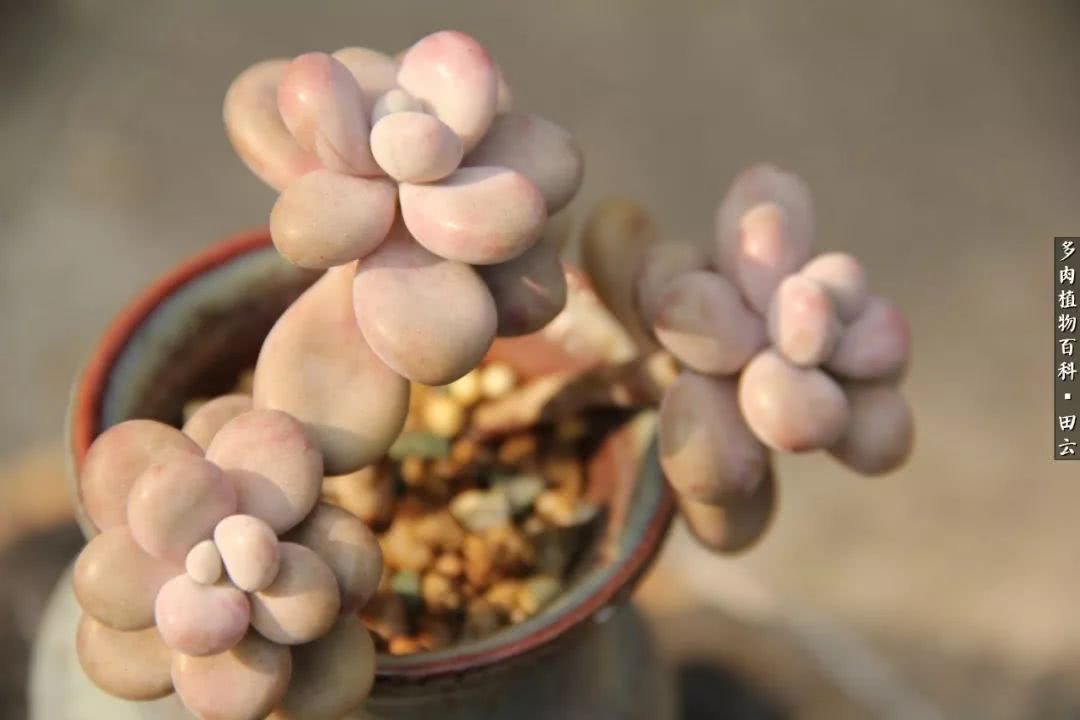 养多肉的精致生活,养多肉的乐趣在于没事瞎折腾