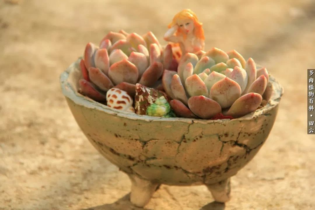 养多肉的精致生活,养多肉的乐趣在于没事瞎折腾