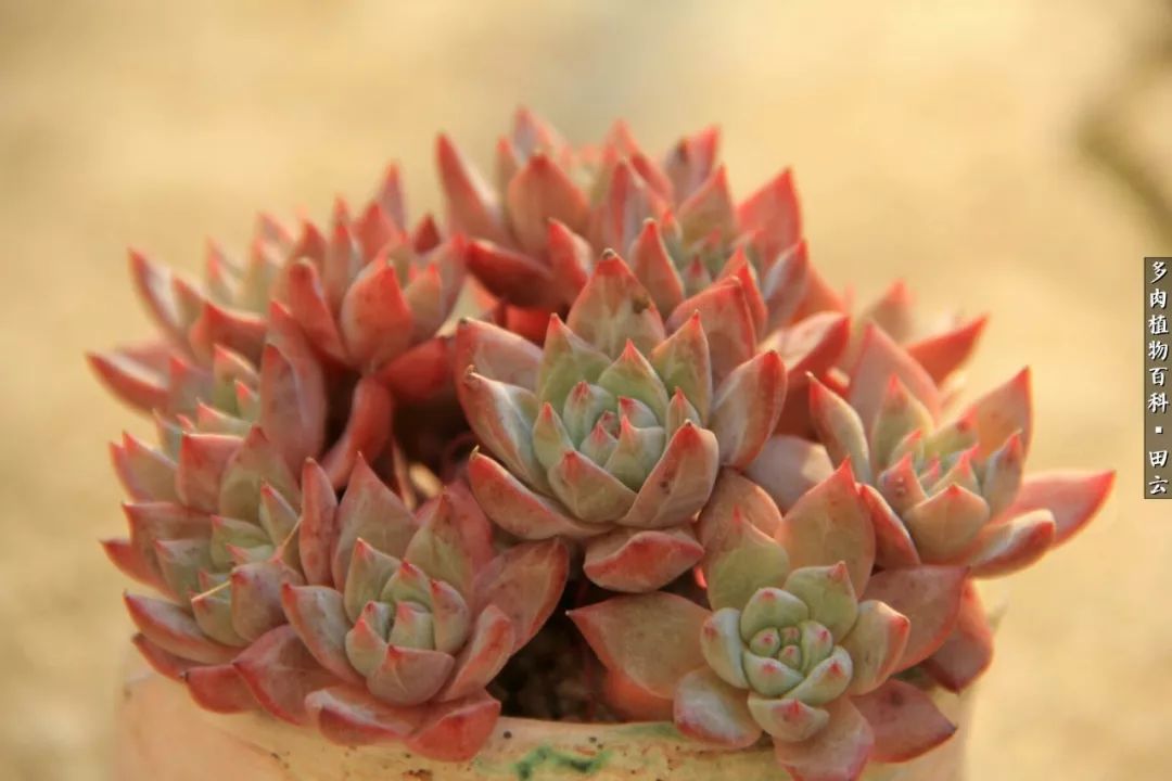 养多肉的精致生活,养多肉的乐趣在于没事瞎折腾