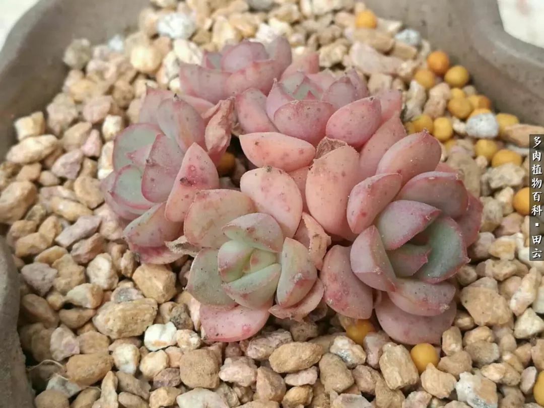 养多肉的精致生活,养多肉的乐趣在于没事瞎折腾