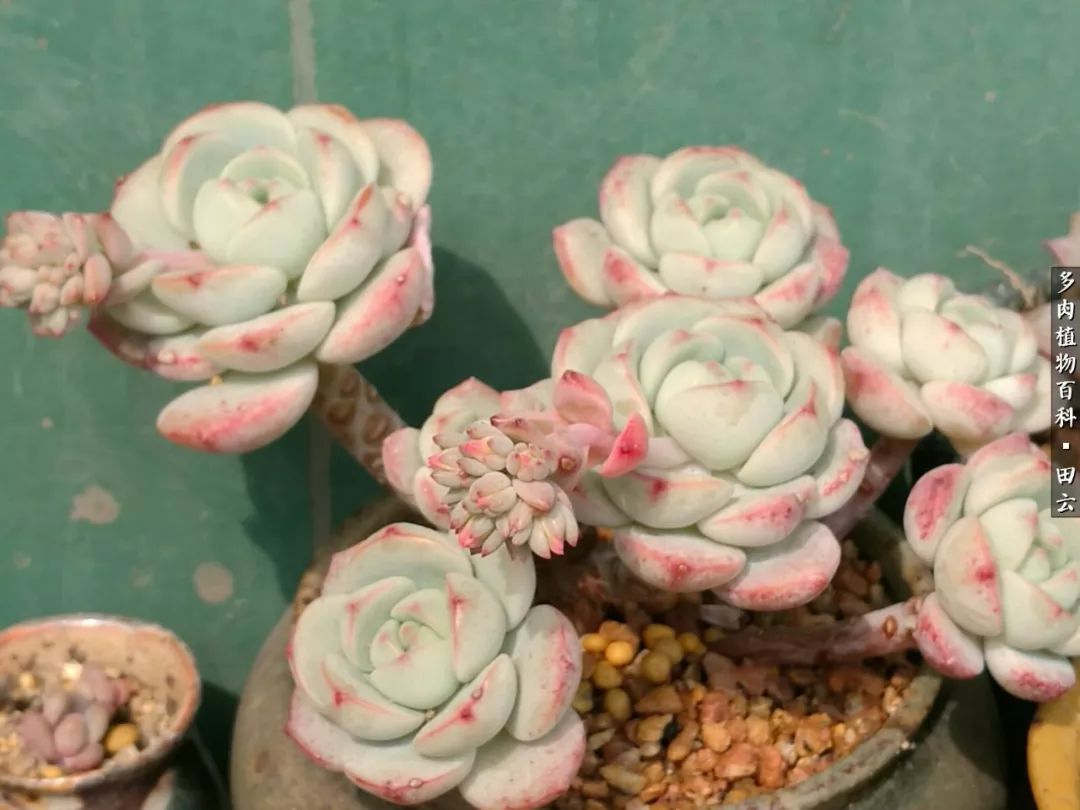 养多肉的精致生活,养多肉的乐趣在于没事瞎折腾