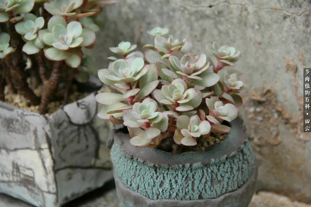 养多肉的精致生活,养多肉的乐趣在于没事瞎折腾