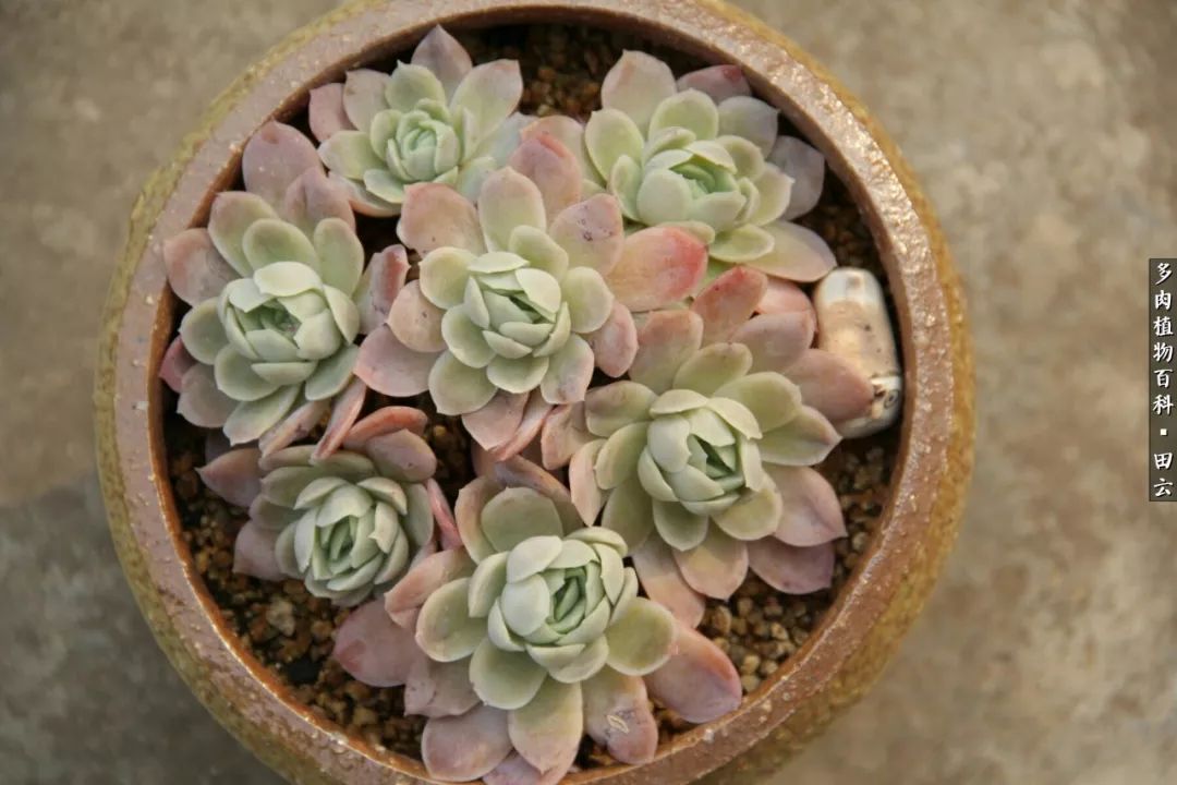 养多肉的精致生活,养多肉的乐趣在于没事瞎折腾