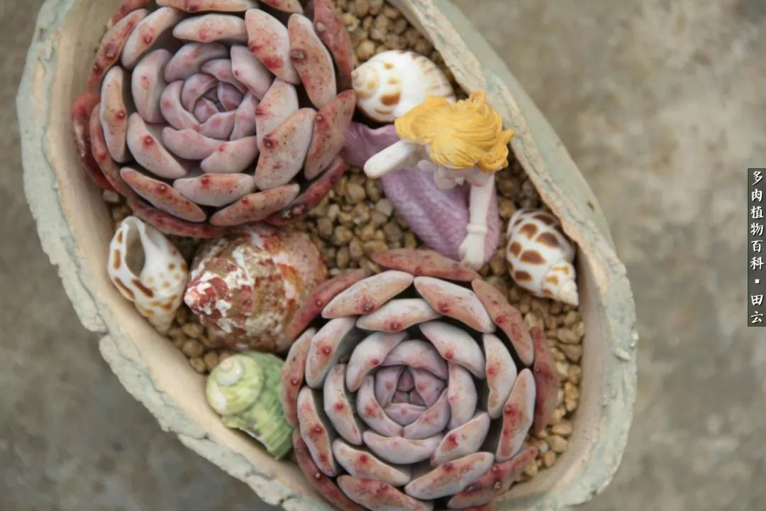 养多肉的精致生活,养多肉的乐趣在于没事瞎折腾