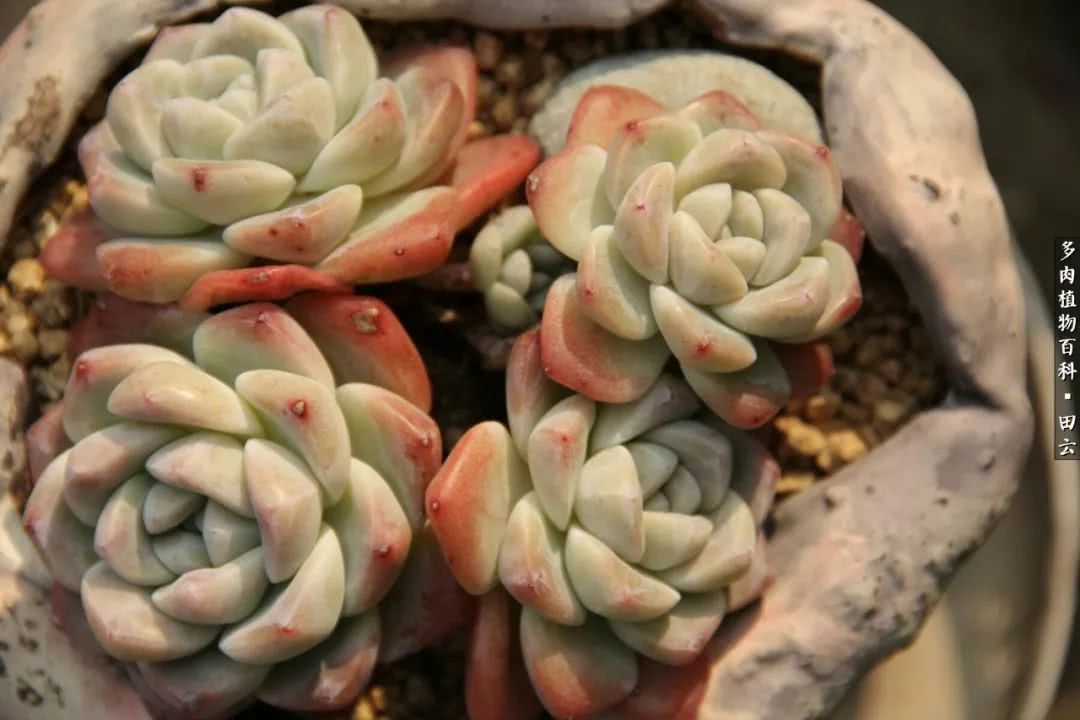 养多肉的精致生活,养多肉的乐趣在于没事瞎折腾