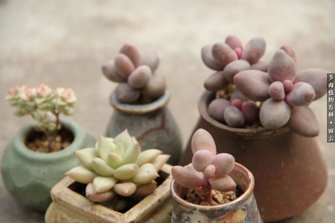 养多肉的精致生活,养多肉的乐趣在于没事瞎折腾