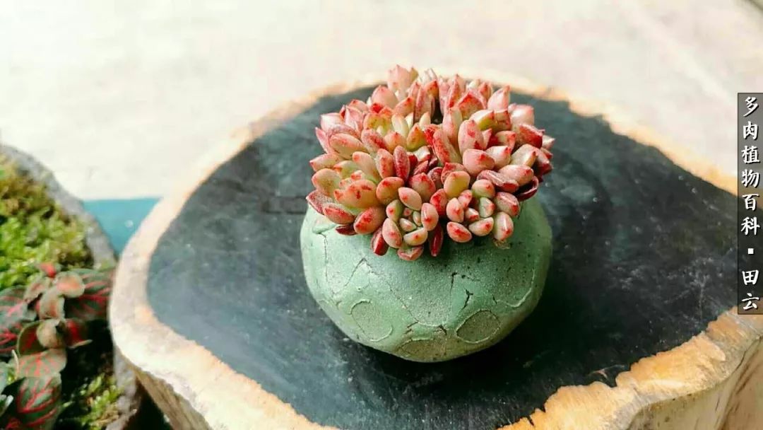 养多肉的精致生活,养多肉的乐趣在于没事瞎折腾