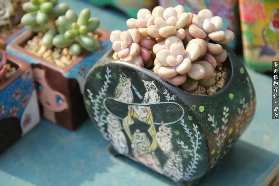 养多肉的精致生活,养多肉的乐趣在于没事瞎折腾