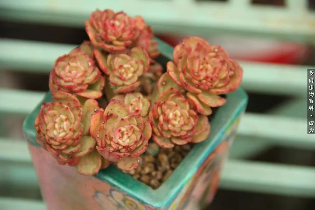 养多肉的精致生活,养多肉的乐趣在于没事瞎折腾