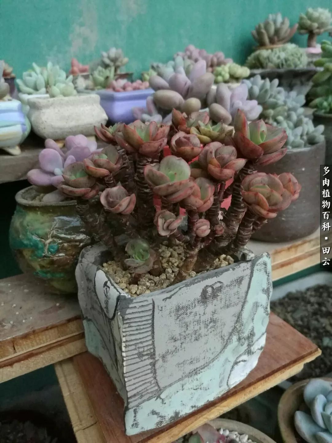 养多肉的精致生活,养多肉的乐趣在于没事瞎折腾