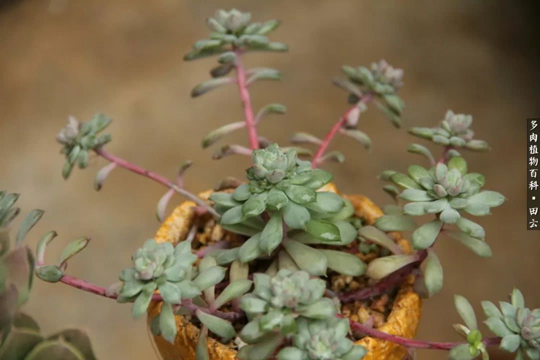 养多肉的精致生活,养多肉的乐趣在于没事瞎折腾