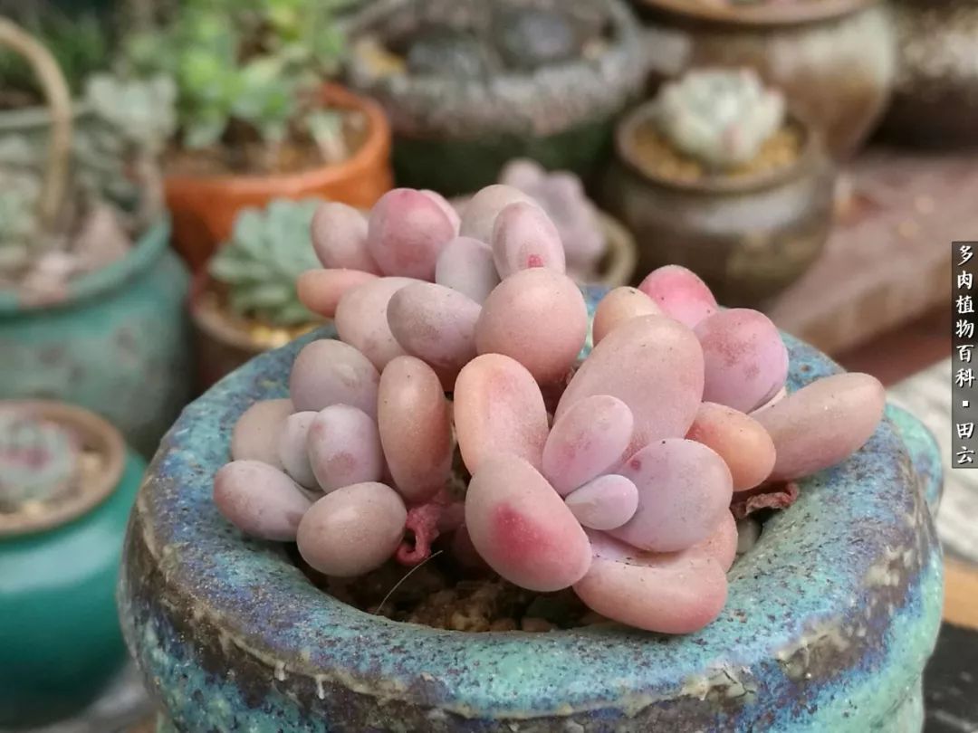 养多肉的精致生活,养多肉的乐趣在于没事瞎折腾