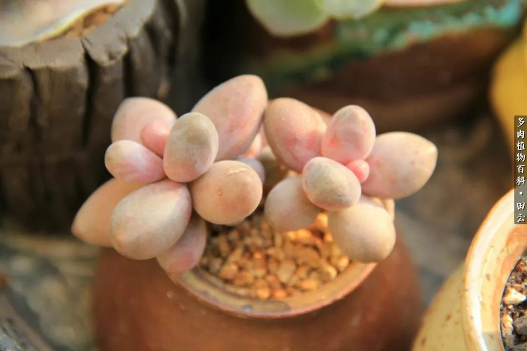 养多肉的精致生活,养多肉的乐趣在于没事瞎折腾