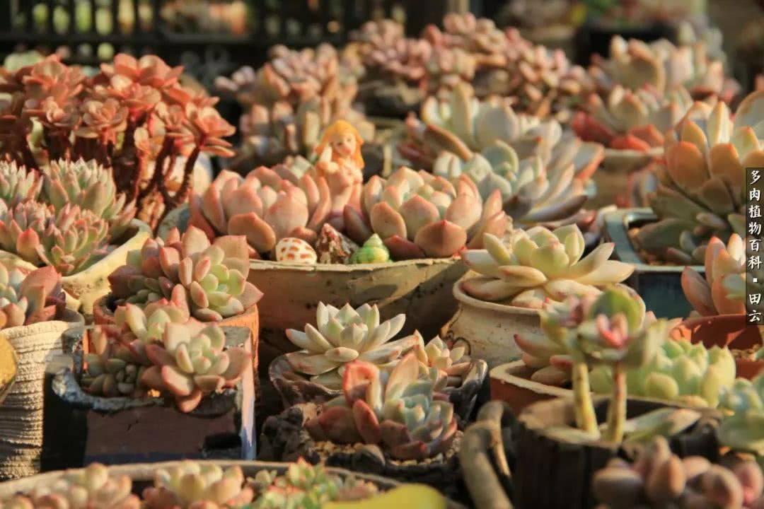 养多肉的精致生活,养多肉的乐趣在于没事瞎折腾