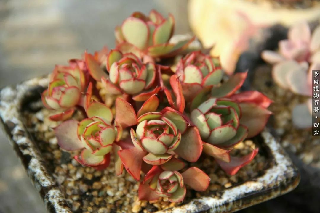养多肉的精致生活,养多肉的乐趣在于没事瞎折腾