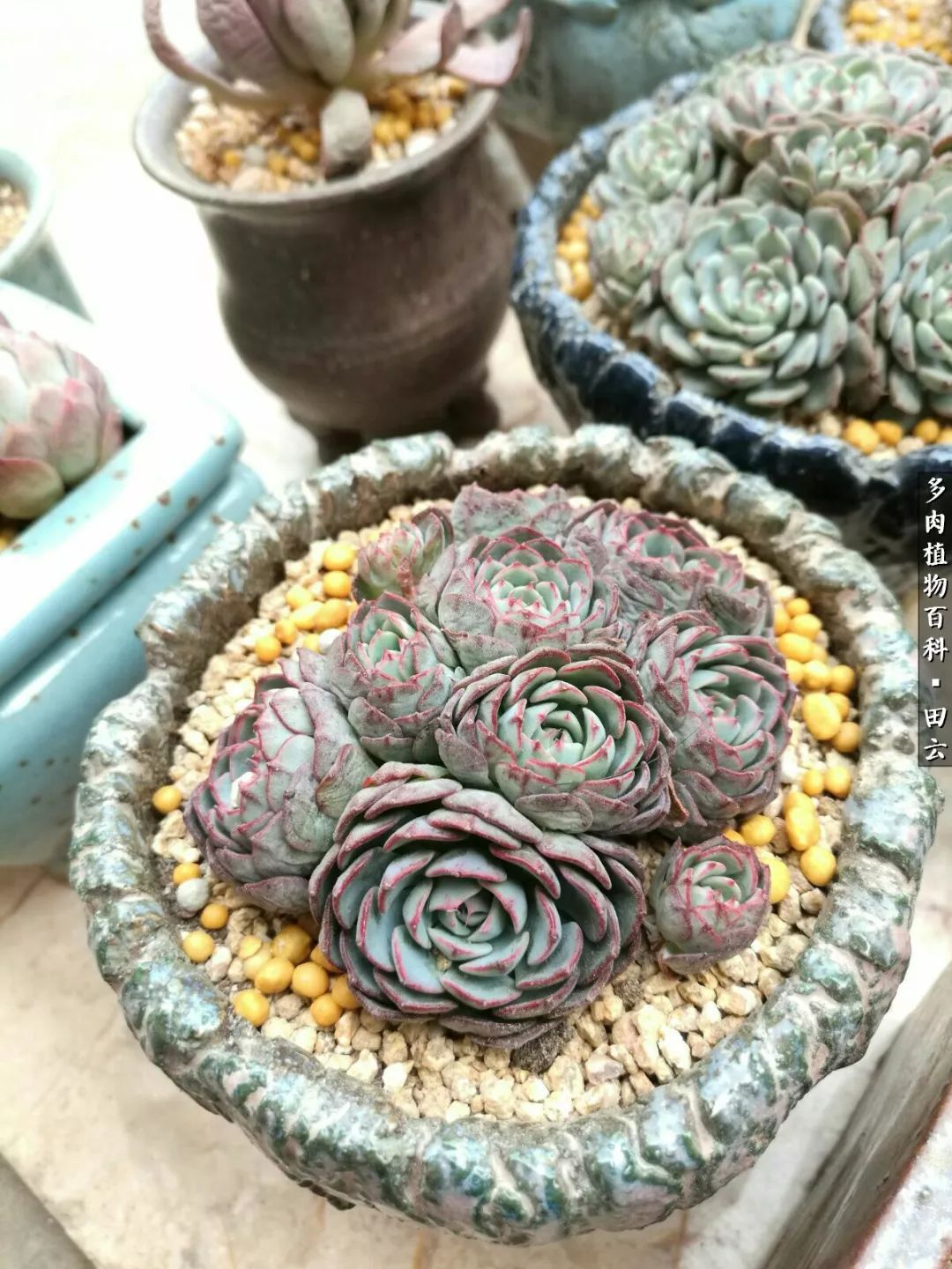 养多肉的精致生活,养多肉的乐趣在于没事瞎折腾