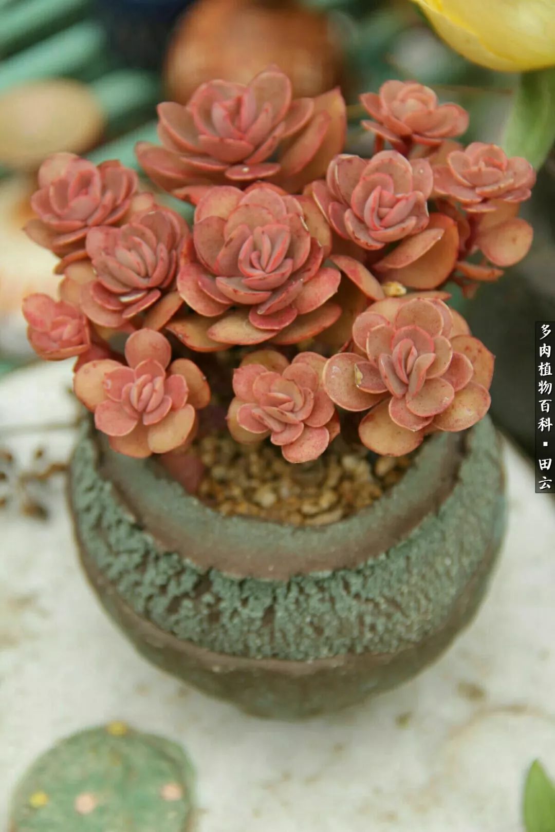 养多肉的精致生活,养多肉的乐趣在于没事瞎折腾