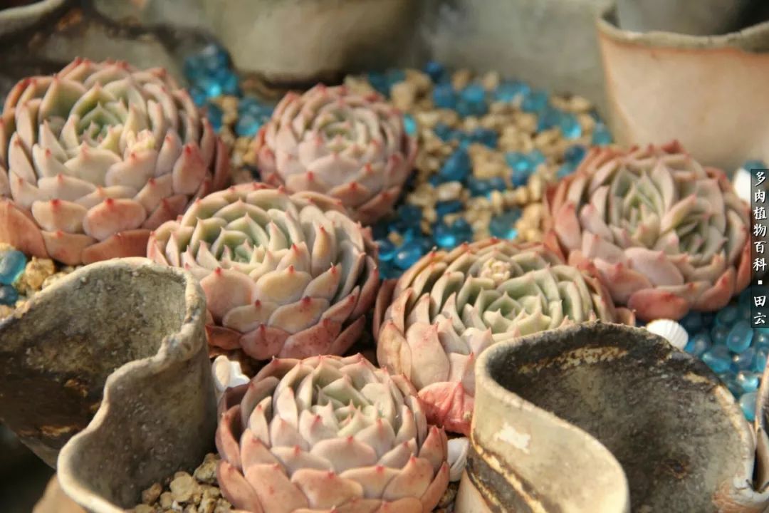 养多肉的精致生活,养多肉的乐趣在于没事瞎折腾