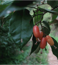 这些好吃的水果你吃过吗,这些好吃的零食你吃过吗