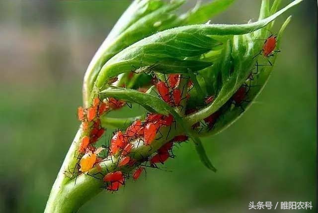 花盆里蔬菜的小虫怎么去除,蔬菜叶片有小虫怎么处理