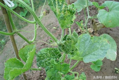 花盆里蔬菜的小虫怎么去除,蔬菜叶片有小虫怎么处理