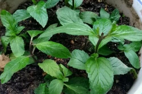 薄荷怎么养需要修剪吗,薄荷的养殖方法和注意事项有哪些