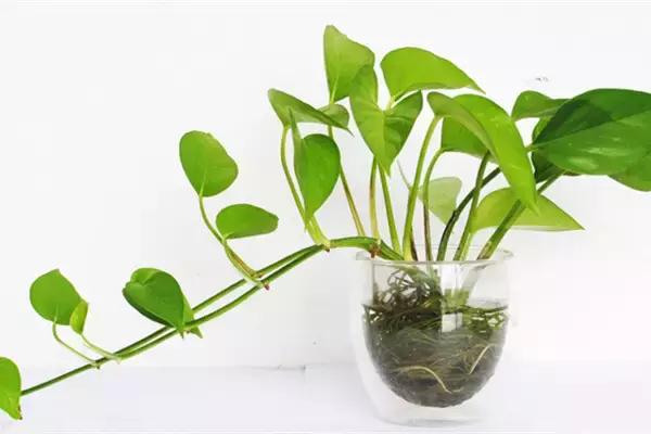 水培绿萝怎么养才能长得十分茂盛,水培的绿萝怎么养才养得茂盛