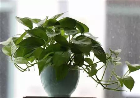 水培绿萝怎么养才能长得十分茂盛,水培的绿萝怎么养才养得茂盛