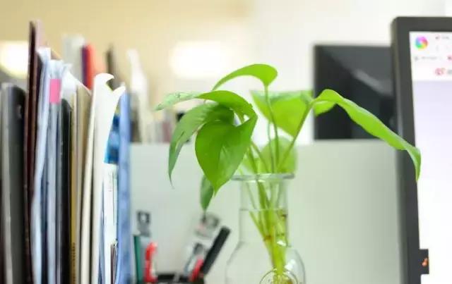 水培绿萝怎么养才能长得十分茂盛,水培的绿萝怎么养才养得茂盛