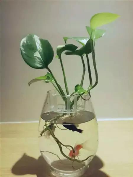 水培绿萝怎么养才能长得十分茂盛,水培的绿萝怎么养才养得茂盛