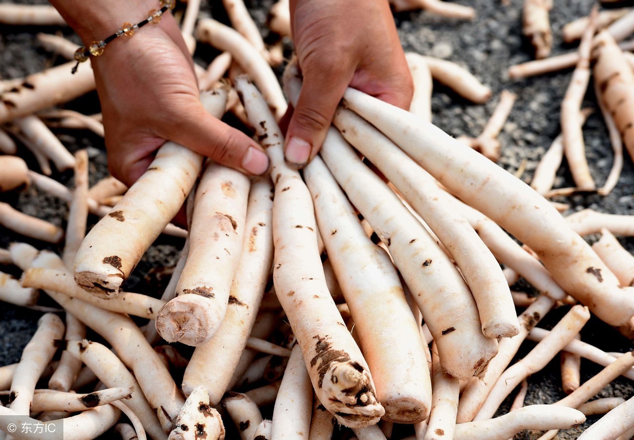 名老中医讲桂枝加葛根汤,桂枝加葛根汤有的有麻黄有的没有