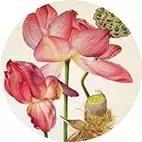 学画荷花和荷叶,荷花怎么画儿童简笔画