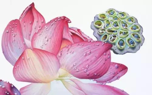 学画荷花和荷叶,荷花怎么画儿童简笔画