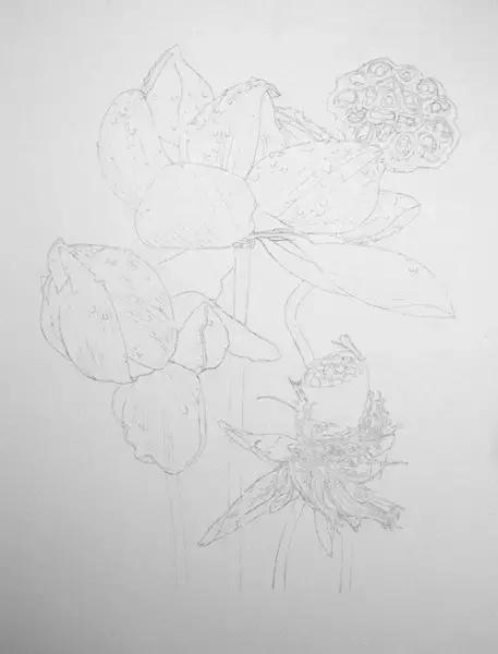 学画荷花和荷叶,荷花怎么画儿童简笔画