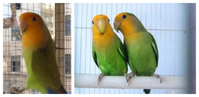 面类牡丹鹦鹉配对基因对照表,牡丹鹦鹉面类详细分类